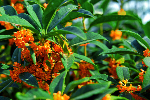 桂花圖片