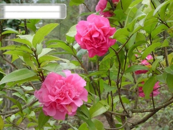 花