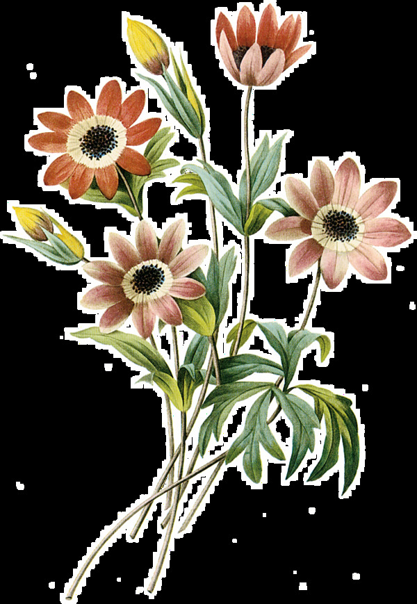 素雅清新鲜花花束透明装饰素材