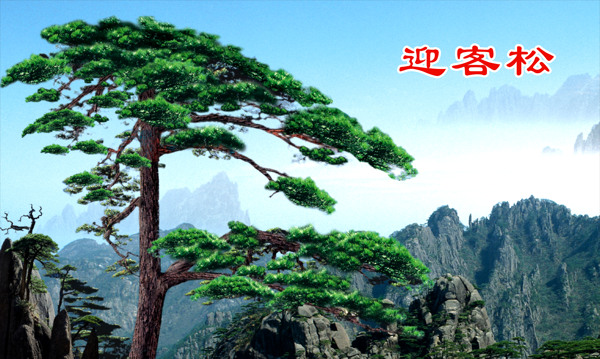 迎客松圖