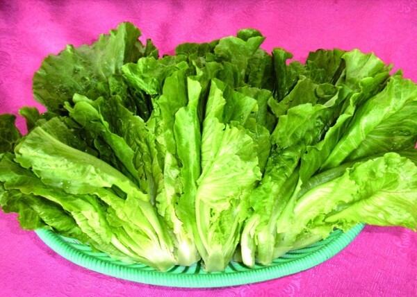 生菜圖片