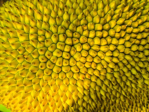 菠蘿蜜圖片