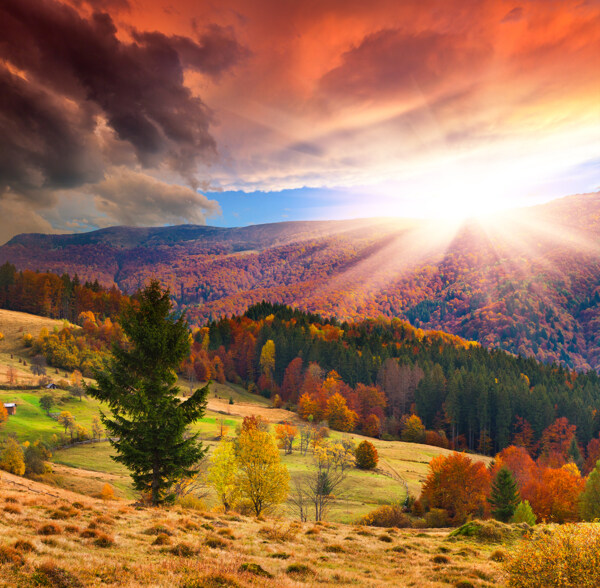 阳光下秋天的森林图片