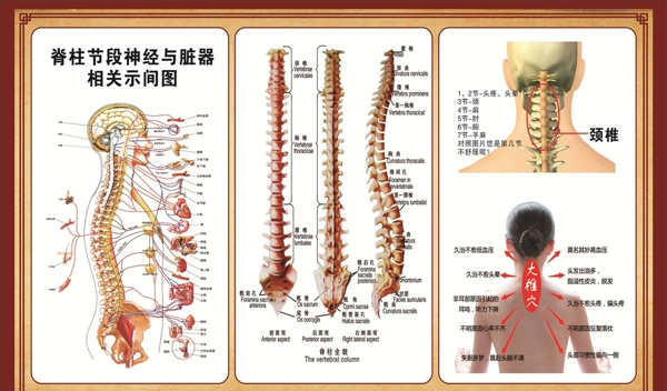 颈椎脊椎示意图
