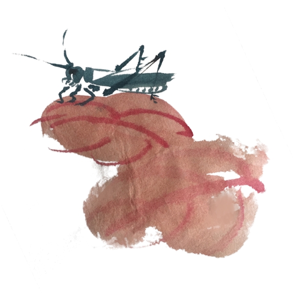 水墨昆虫蚂蚱手绘插画
