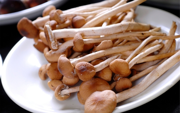 汤锅类茶树菇图片