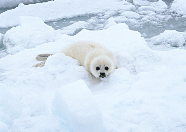 冰雪上的海豹图片