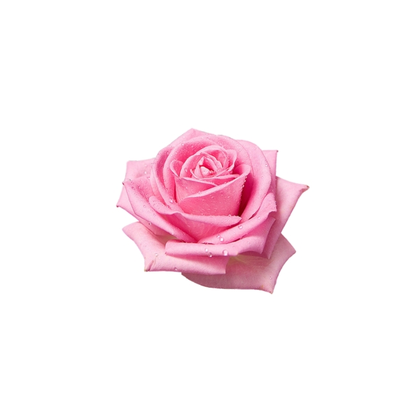 手繪花