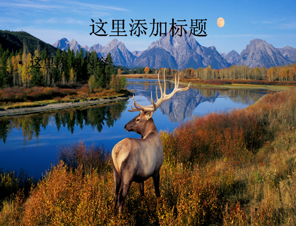 電腦寬屏ppt封面可愛的動(dòng)物風(fēng)景圖片15