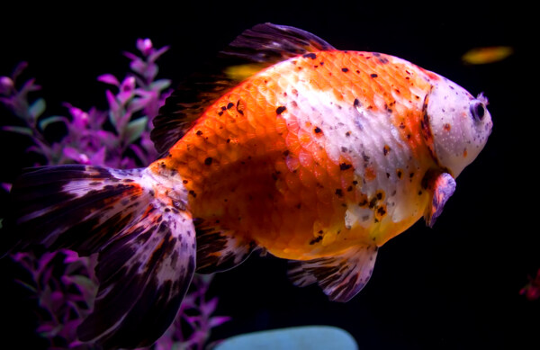 金魚(yú)圖片