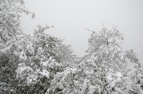 雪景图片