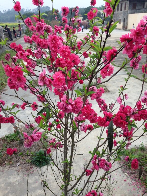 桃花圖片