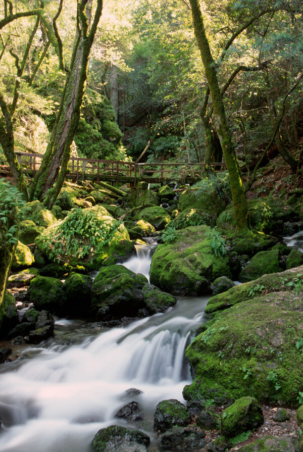 樹植物水風(fēng)景