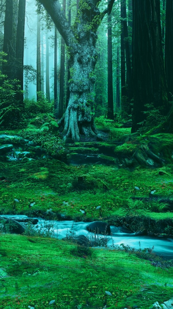 森林谜境平面广告图片