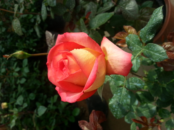 月季花圖片