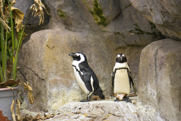 两只可爱的企鹅摄影