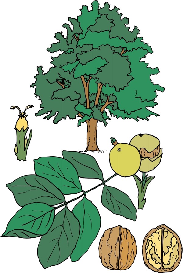 樹木矢量植物矢量EPS0008