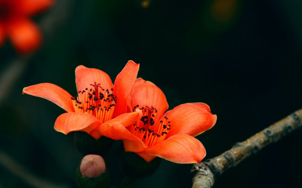 位圖植物花朵寫實(shí)花卉野花免費(fèi)素材