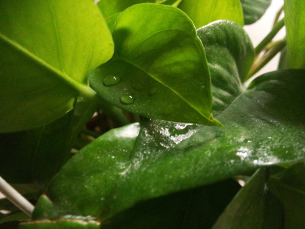 綠色植物圖片