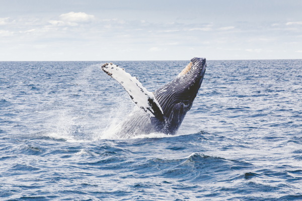 大鲸鱼图片