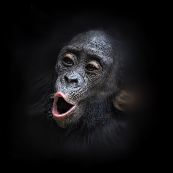 位圖插畫時尚插畫動物插畫藝術效果免費素材
