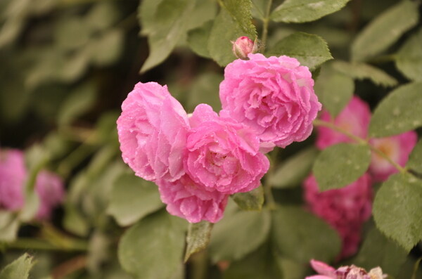 薔薇圖片