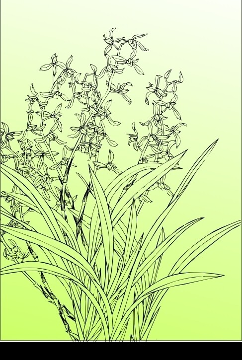 白描蘭花圖片