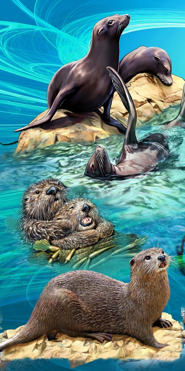 海豹海狮高清分层图片