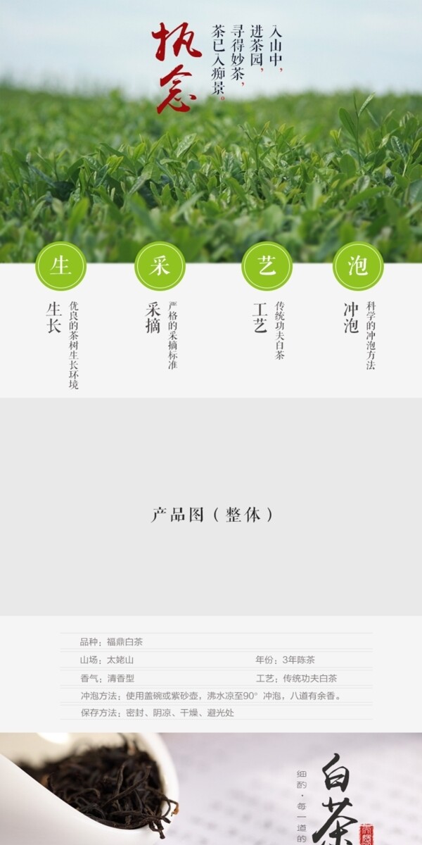 福鼎白茶壽眉詳情