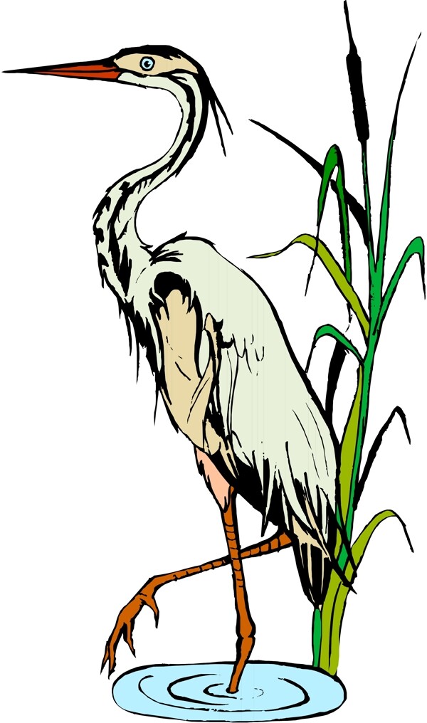 矢量逼真鳥類動物39