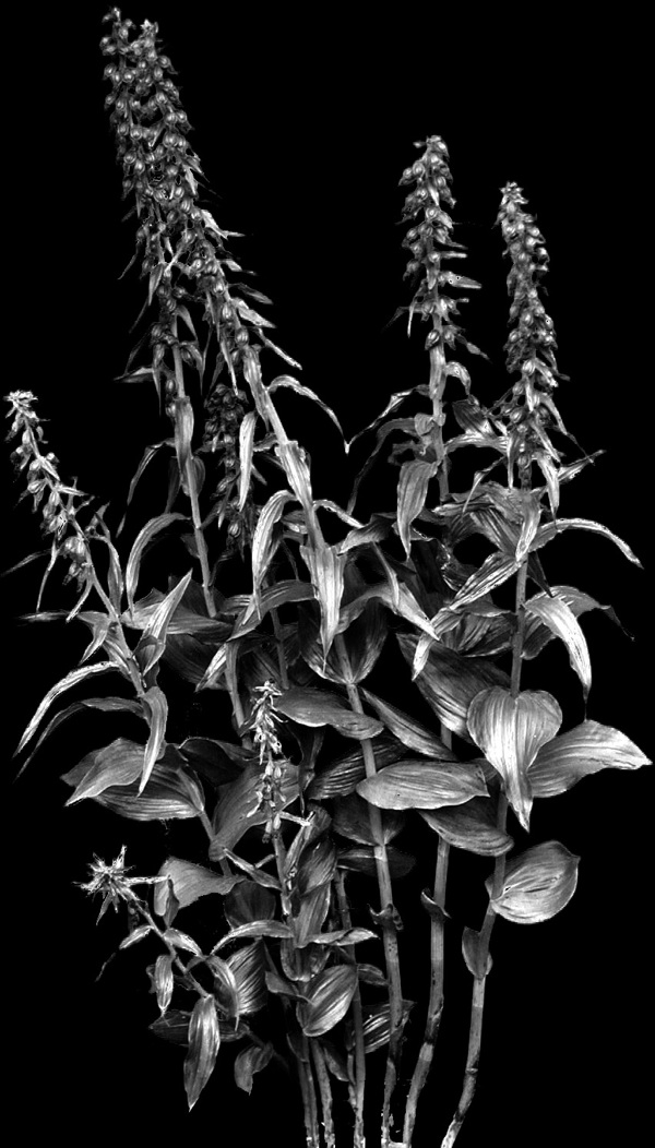 植物貼圖素材建筑裝飾JPG1763