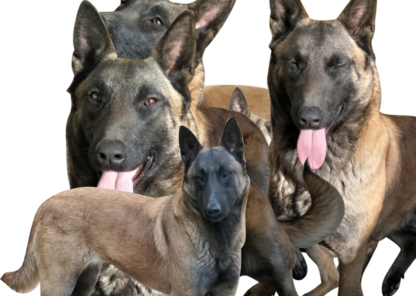 馬犬