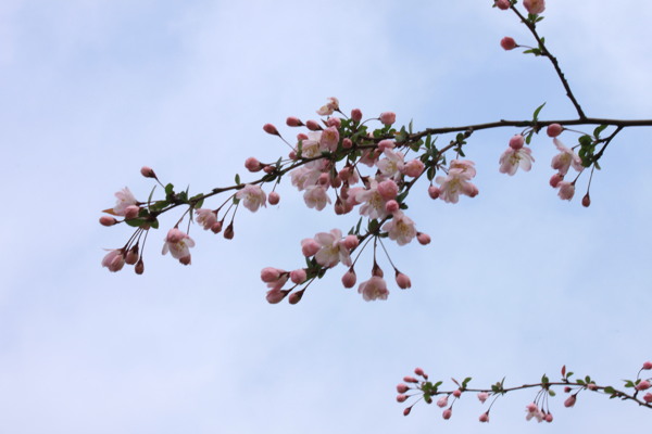 春天的花圖片