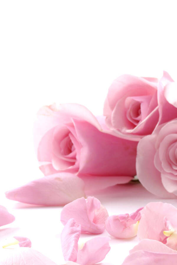 鲜艳欲滴粉色带刺玫瑰装饰画