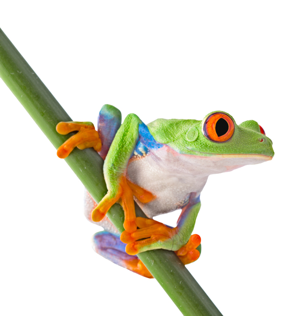 彩色青蛙图片