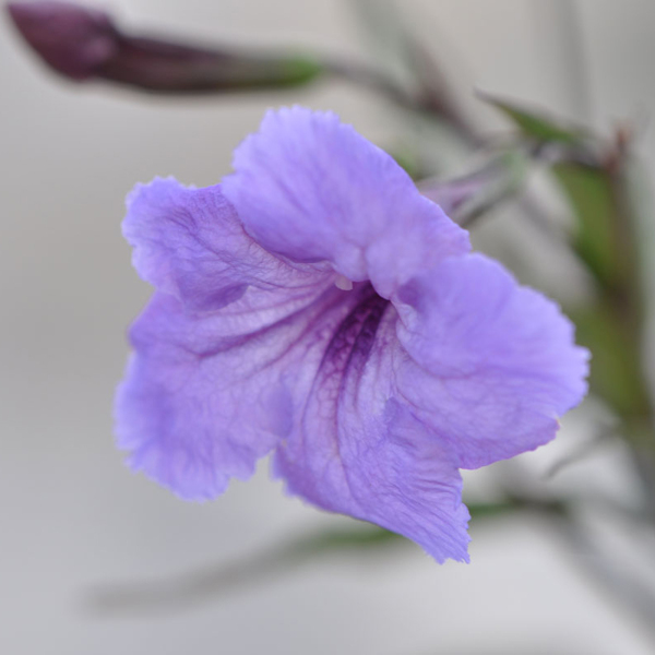 位圖植物攝影寫實(shí)花卉花朵數(shù)碼照片免費(fèi)素材