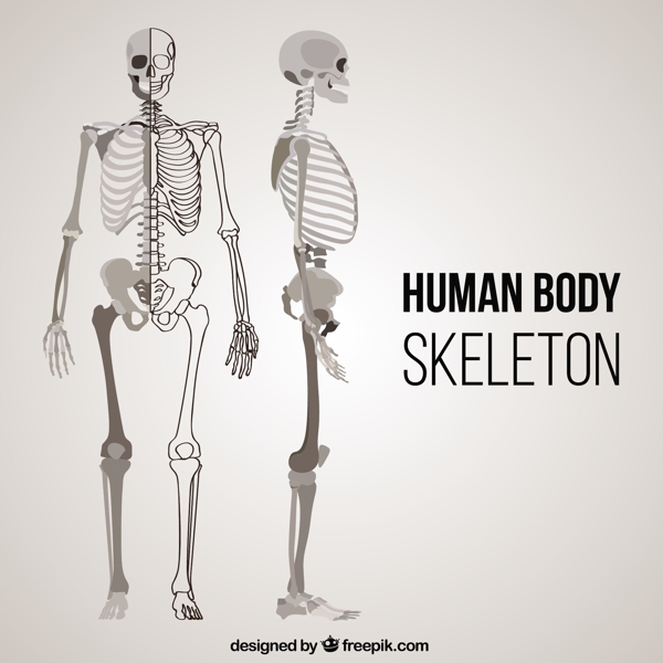 人体骨骼在不同位置