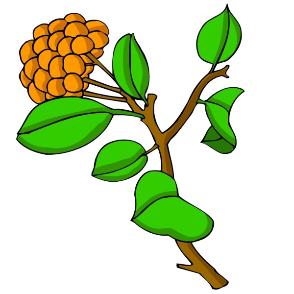 花卉古典插畫