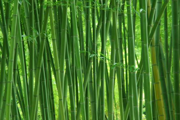 竹子圖片