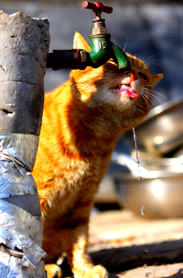 猫咪喝水图片