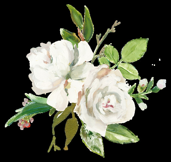 唯美手绘水彩油画风格白色玫瑰花PNG素材