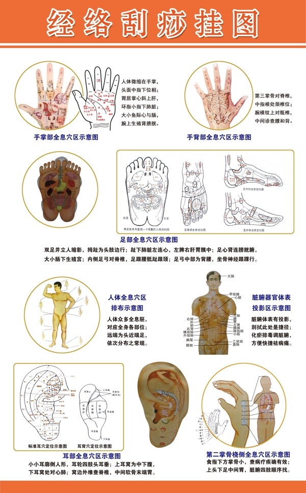 經(jīng)絡(luò)刮痧掛圖圖片
