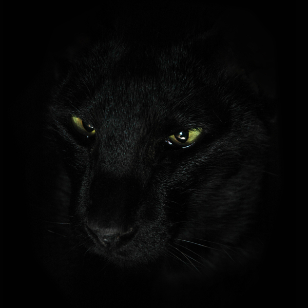 黑暗中的豹子图片