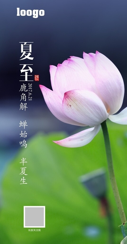 夏至荷花圖