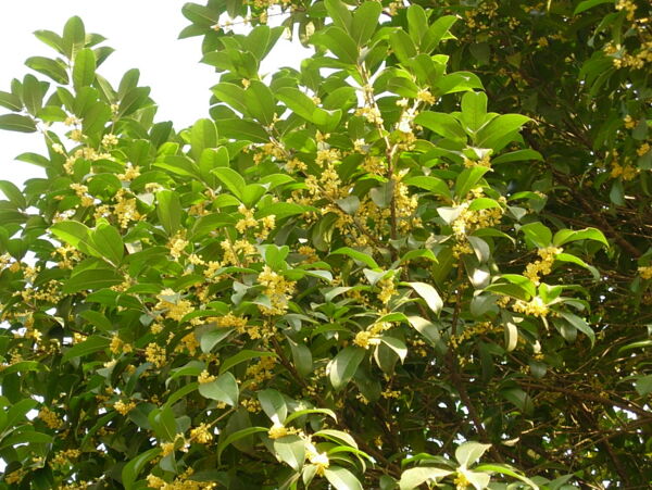 桂花圖片