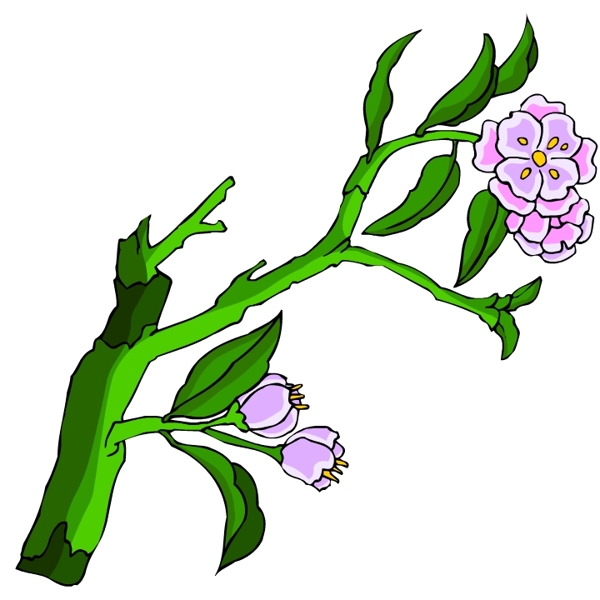 花卉古典插畫