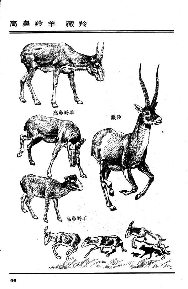 百兽谱藏羚羊图片