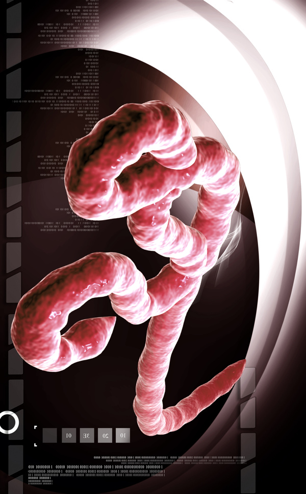 人体肠道模型图片