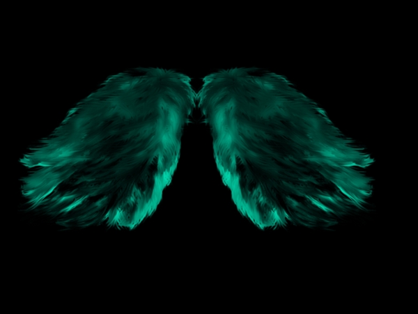 细羽毛组成的翅膀