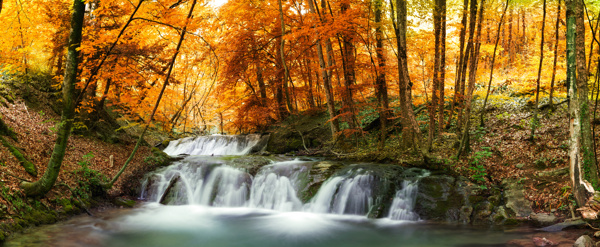 美丽秋天树林小溪风景图片